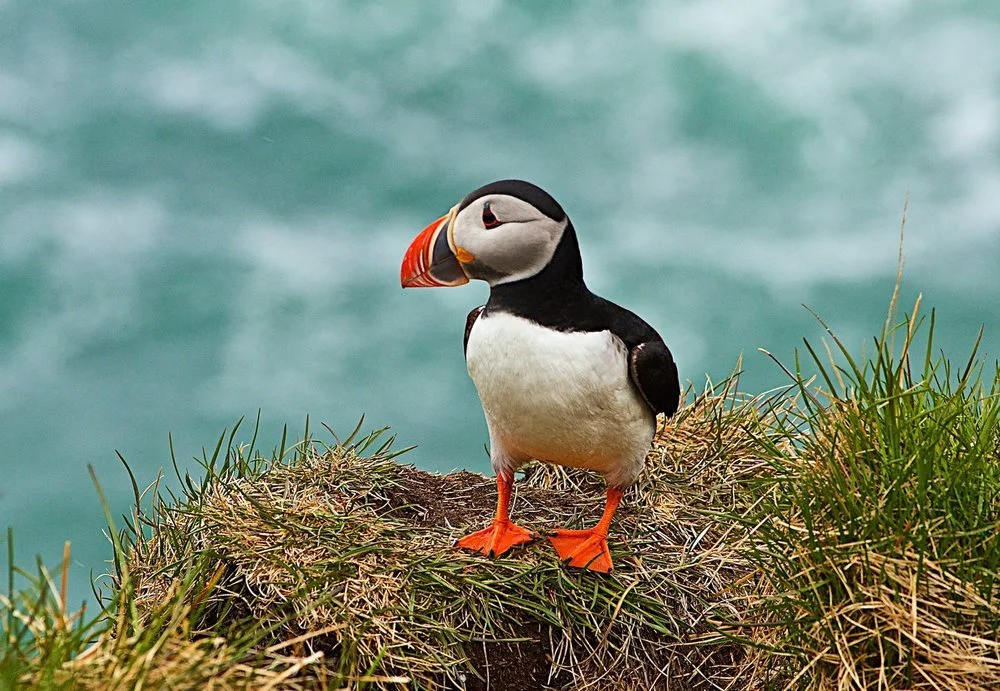 Borgarfjörður eystri (Northeast Iceland), known for colonies of puffins