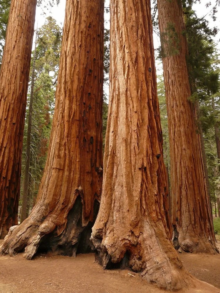 Mariposa Grove of Giant Sequoias, Yosemite