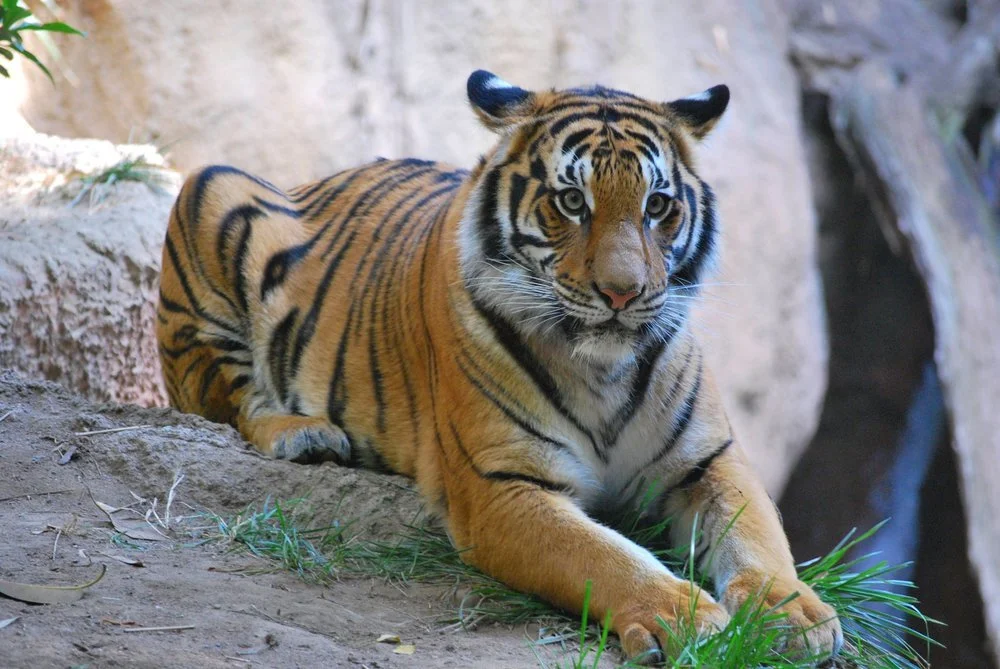 San Diego Zoo