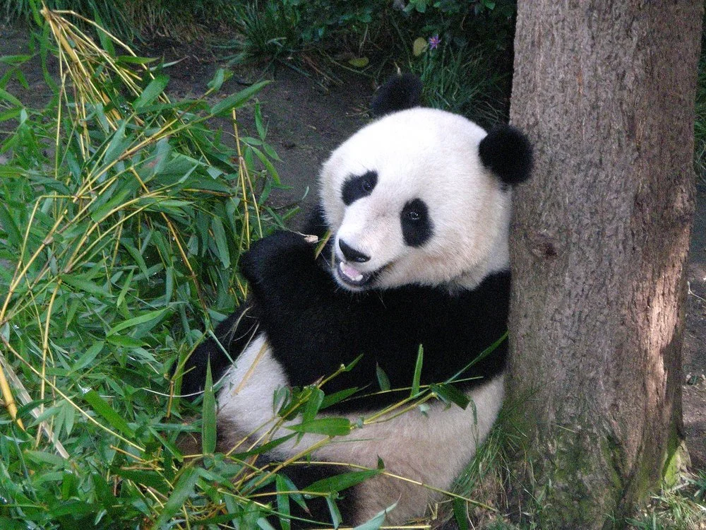 Panda at San Diego zoo