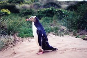 Yellow eyed penguin, Penguin Place, Otago Peninsula
