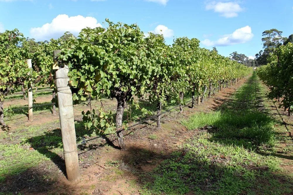 Margaret River vineyards