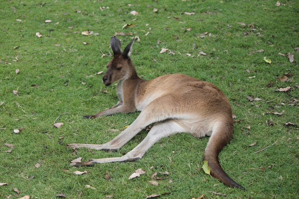 Kangaroo