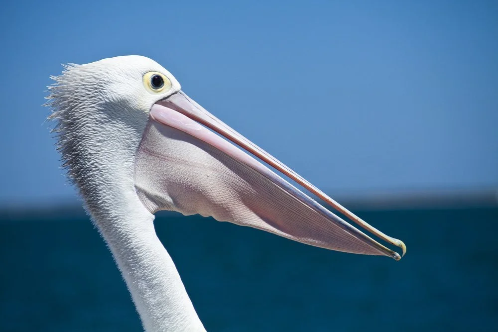 Pelican