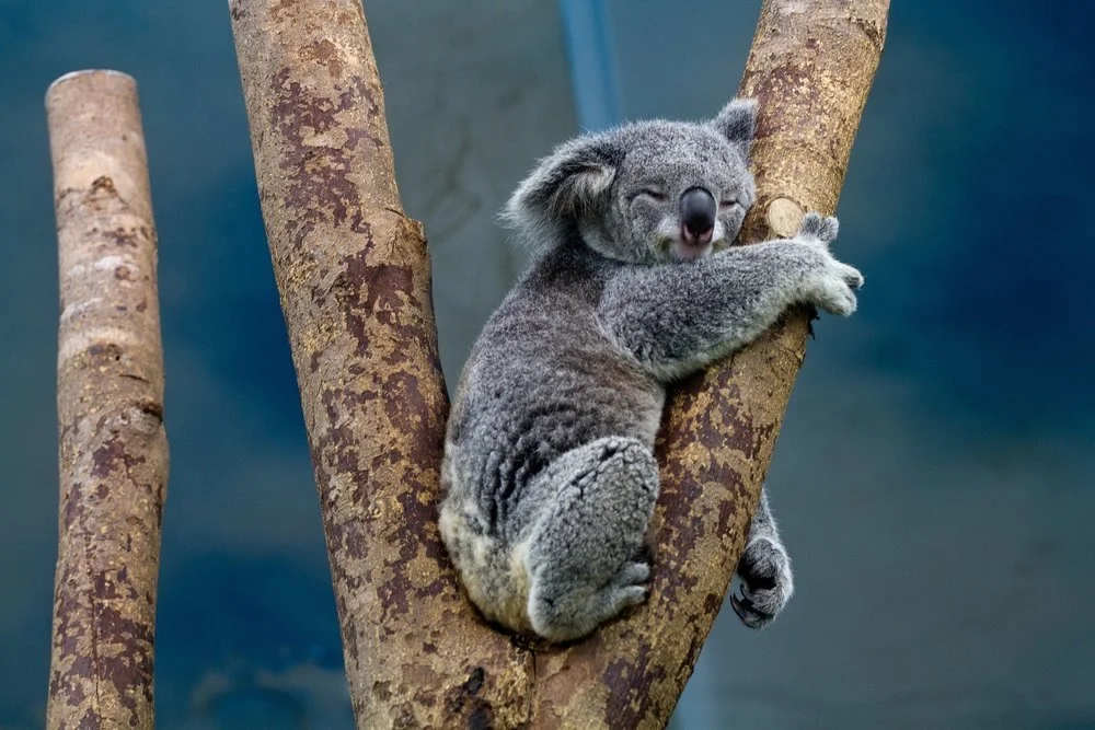 Sleepy koala