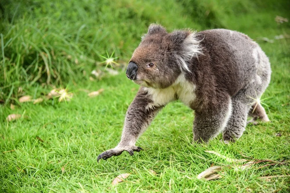 Curious koala.