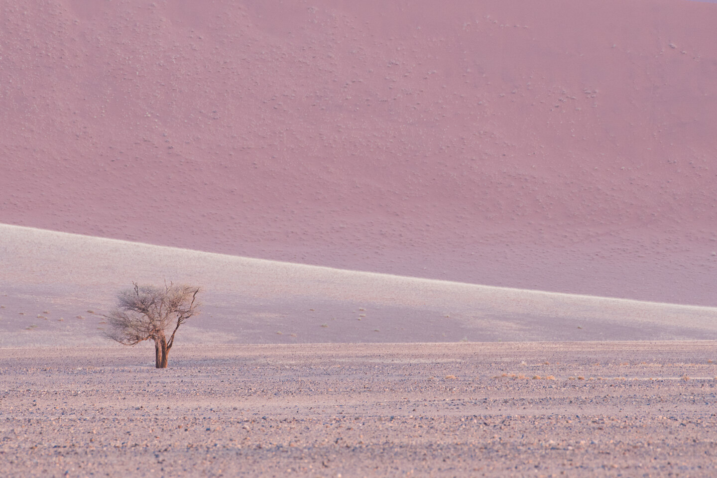 Lone tree in a pastel pink sunset 2.jpg