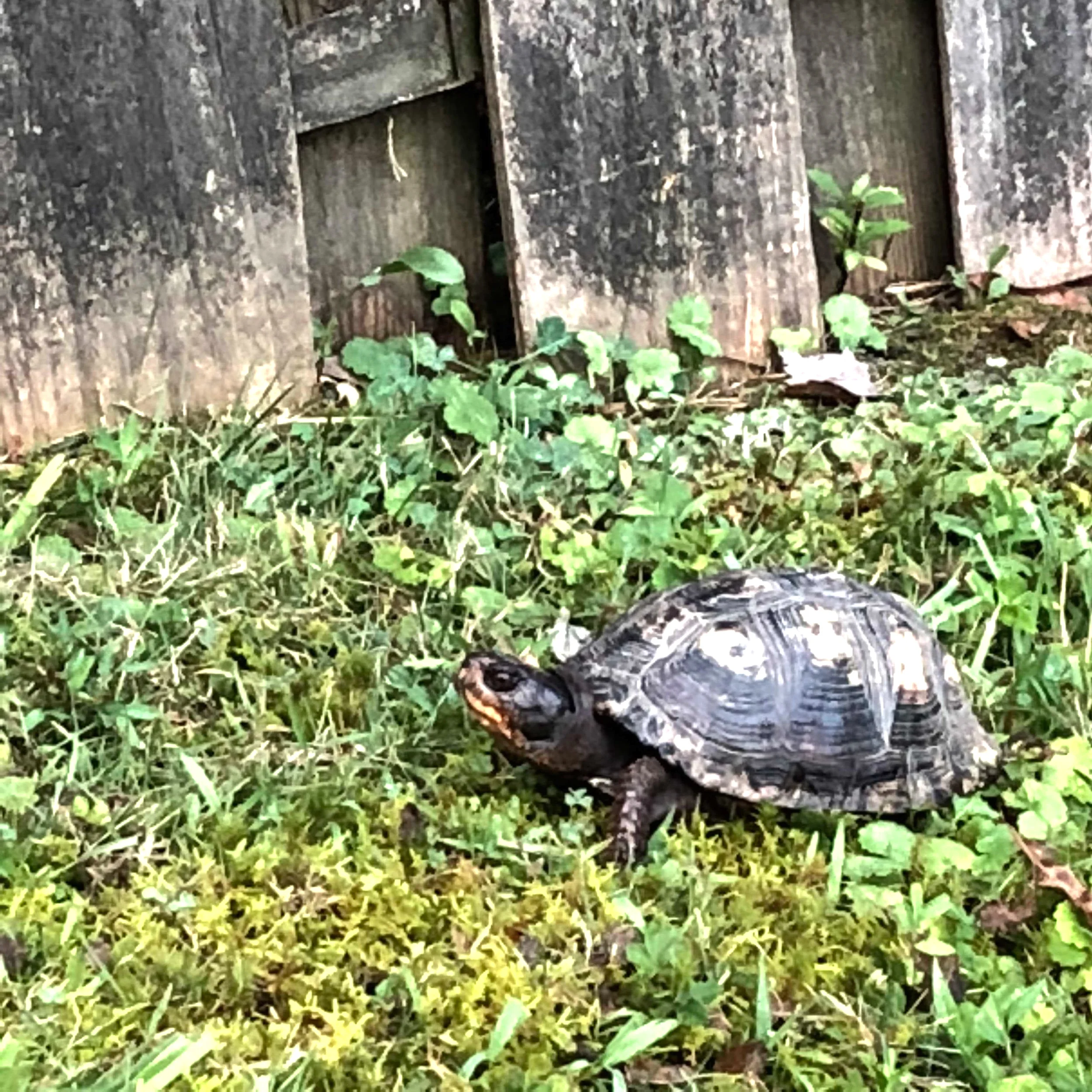 turtle-eclipse.jpg
