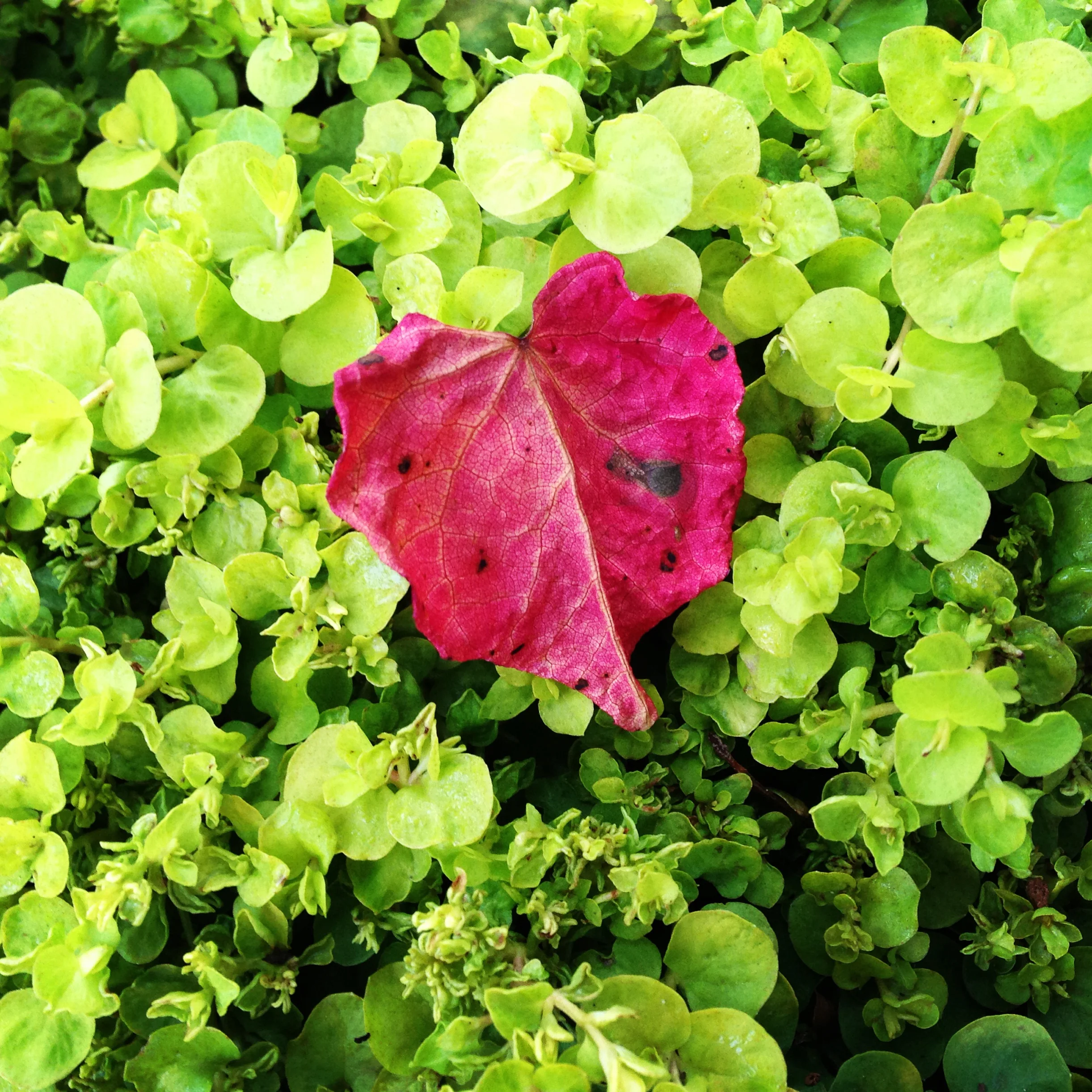 The twilight side of the heart