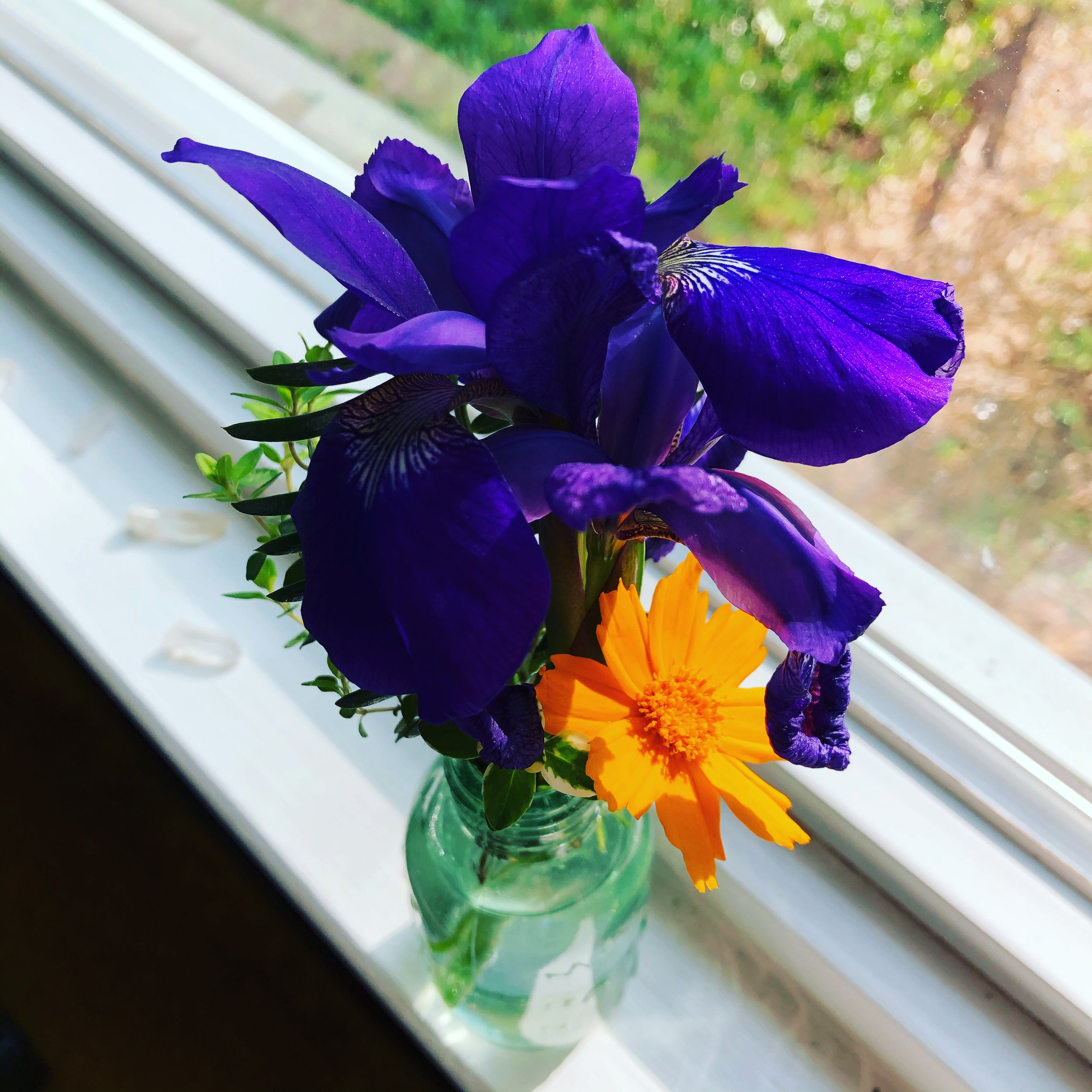 Iris Flower Essence - Freedom Flowers® LLC