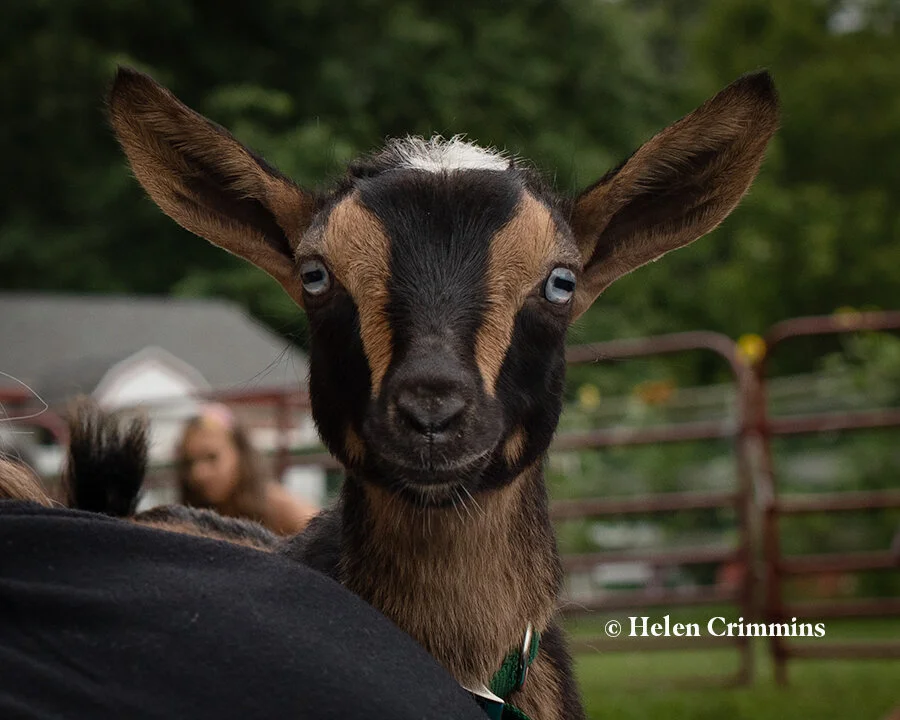 MonroeGoat.jpg