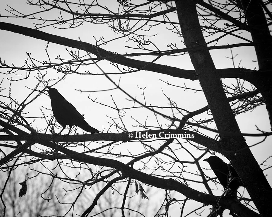 crows.jpg