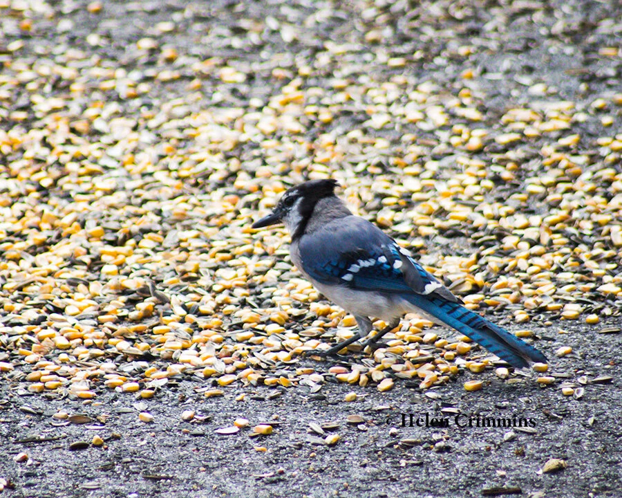 bluejay.jpg