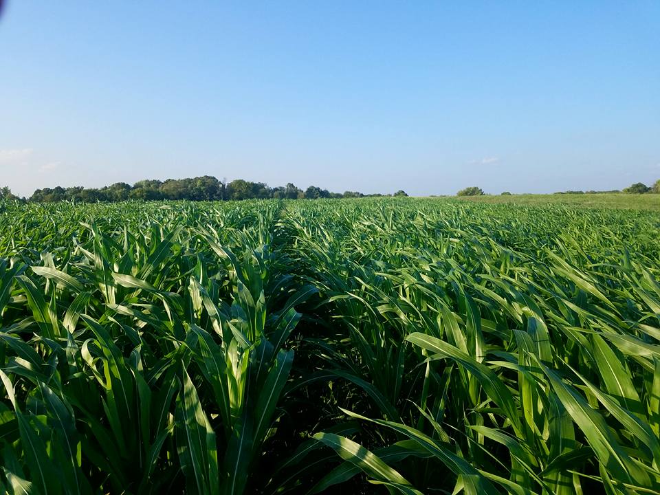 cornmaze4 - Copy.jpg