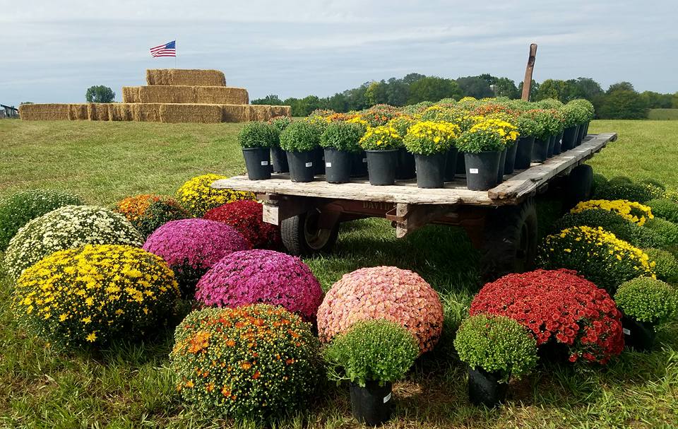 meuschke farms mums.jpg