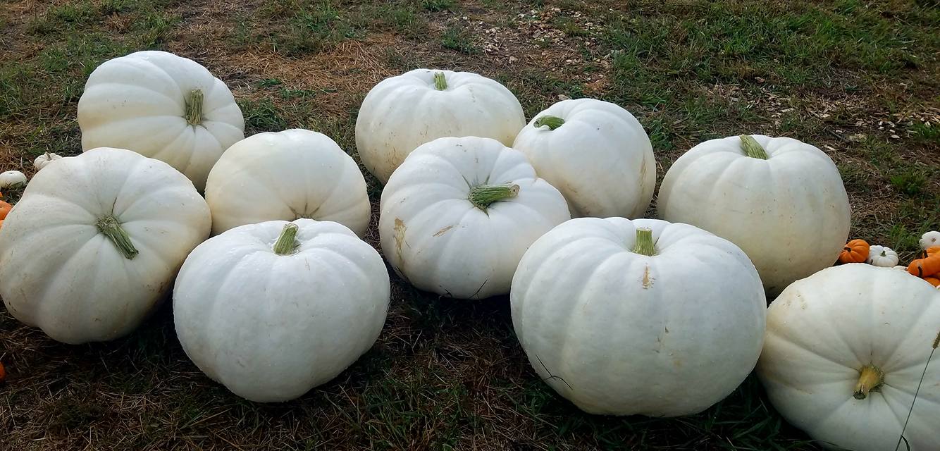 meuschke farms white pumpkins - Copy.jpg