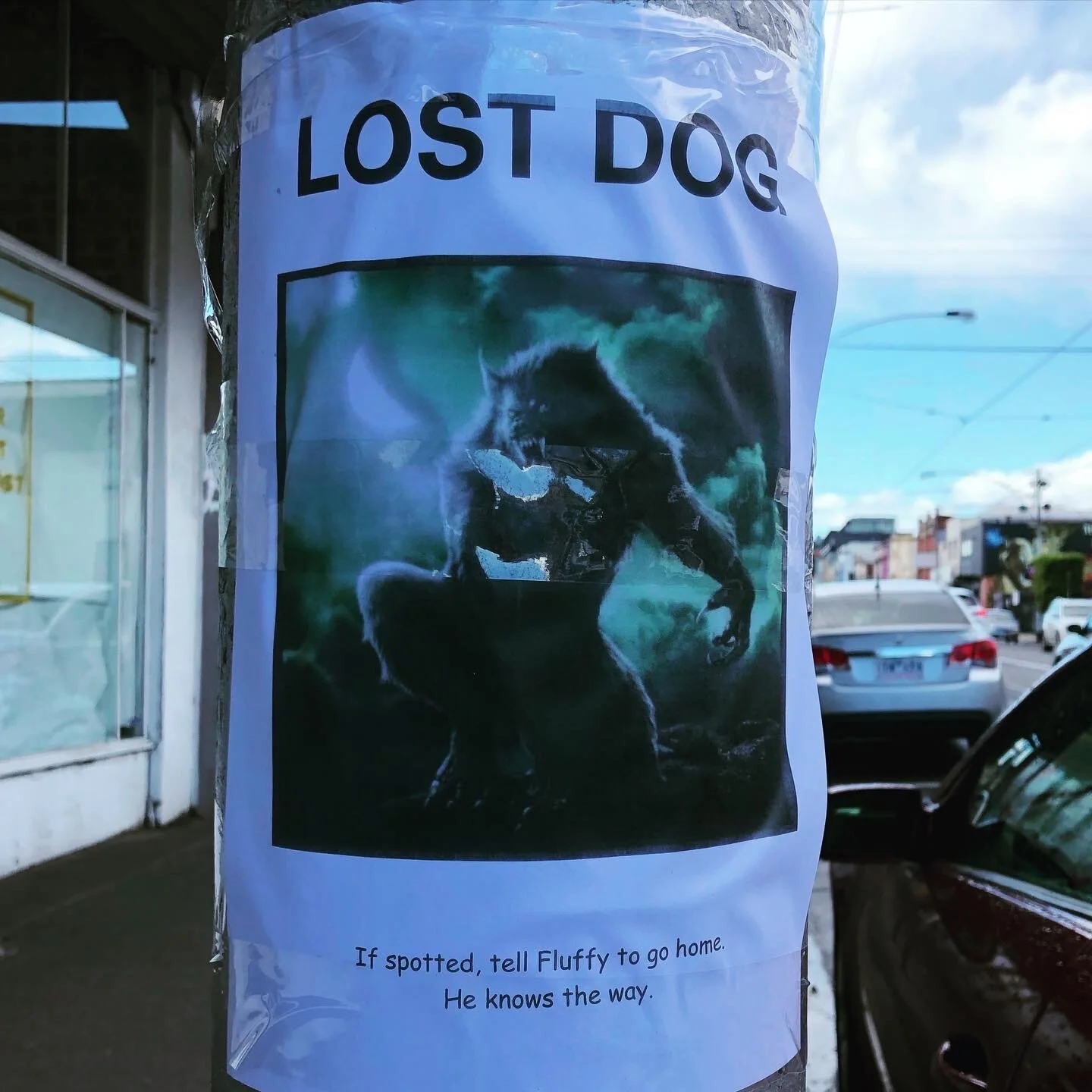  Halloween 2019: Lost dog. 