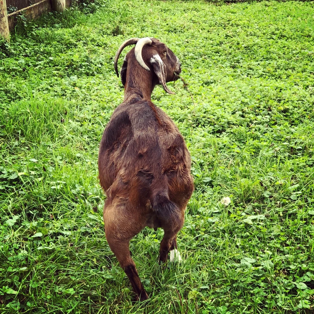 vfh fs dotty walking.jpg