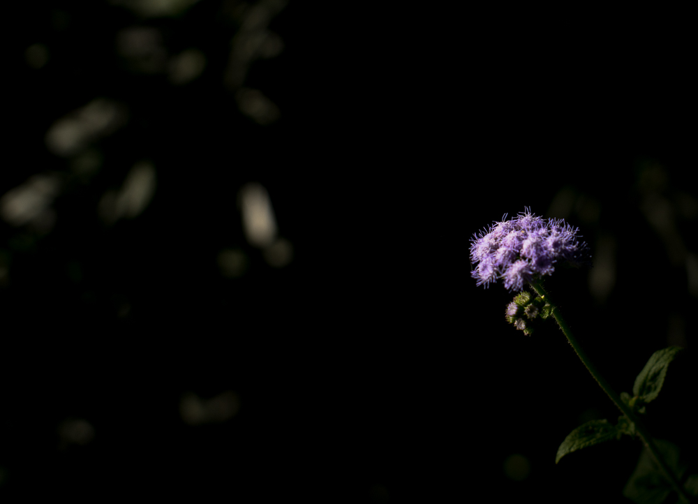 DSC07234.jpg
