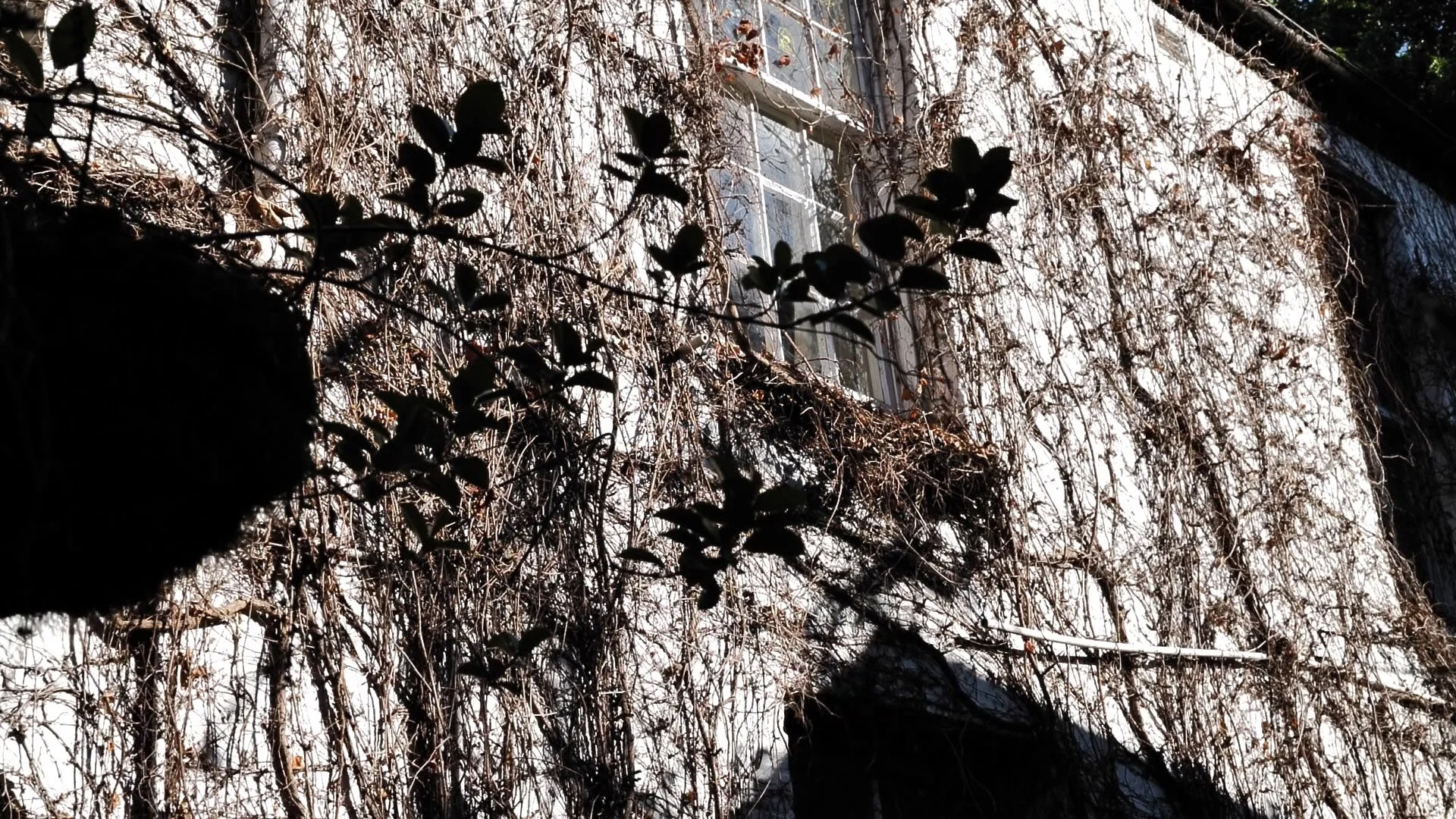 nadine-ingram-branches-light-documentary-photography-flore-vallery-radot.jpg