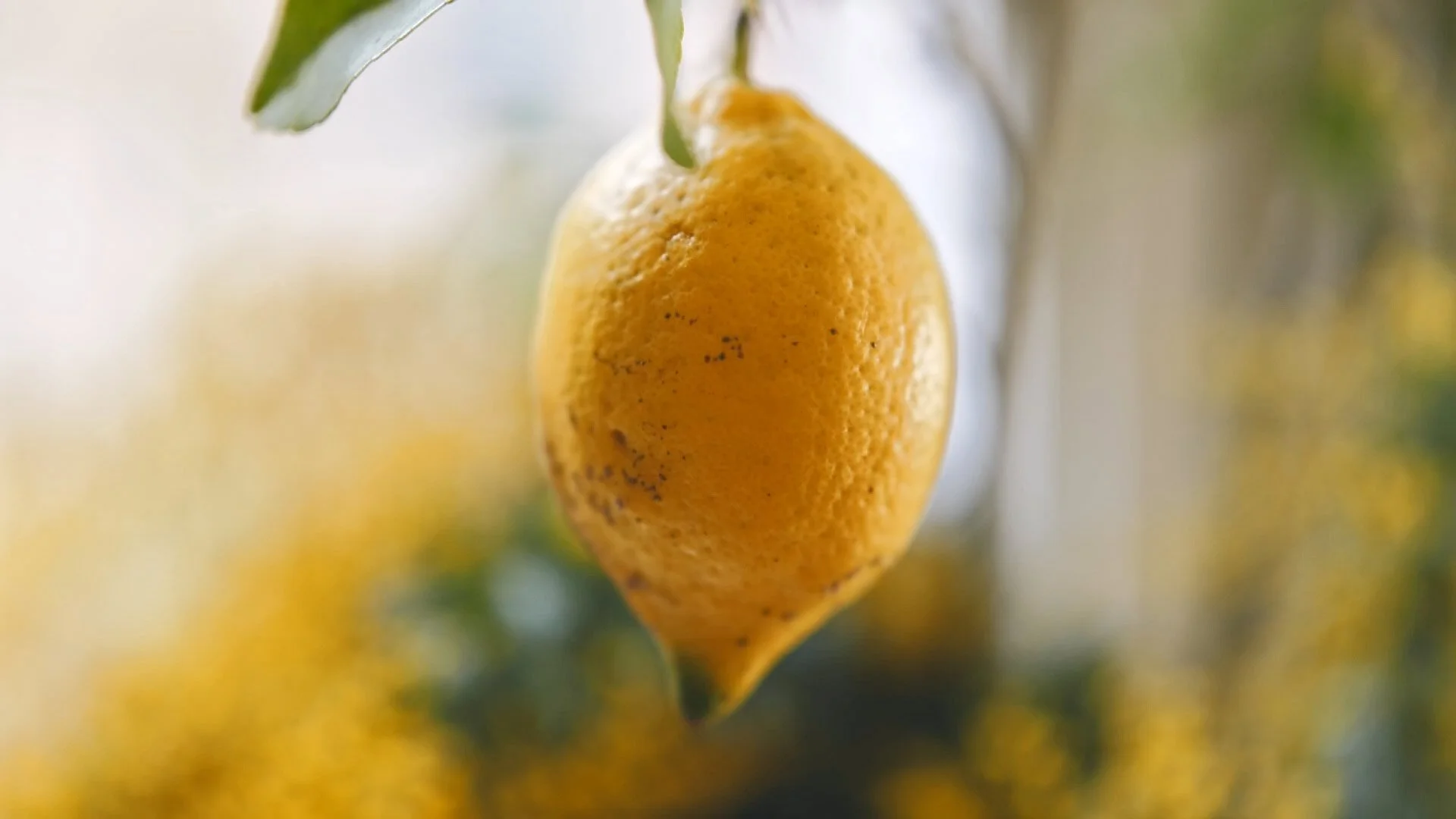 nadine-ingram-lemon-backlit-documentary-photography-flore-vallery-radot.jpg
