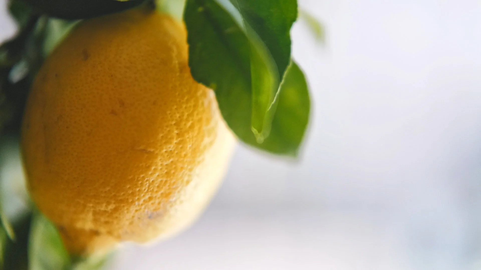 nadine-ingram-lemon-branch-documentary-photography-flore-vallery-radot.jpg
