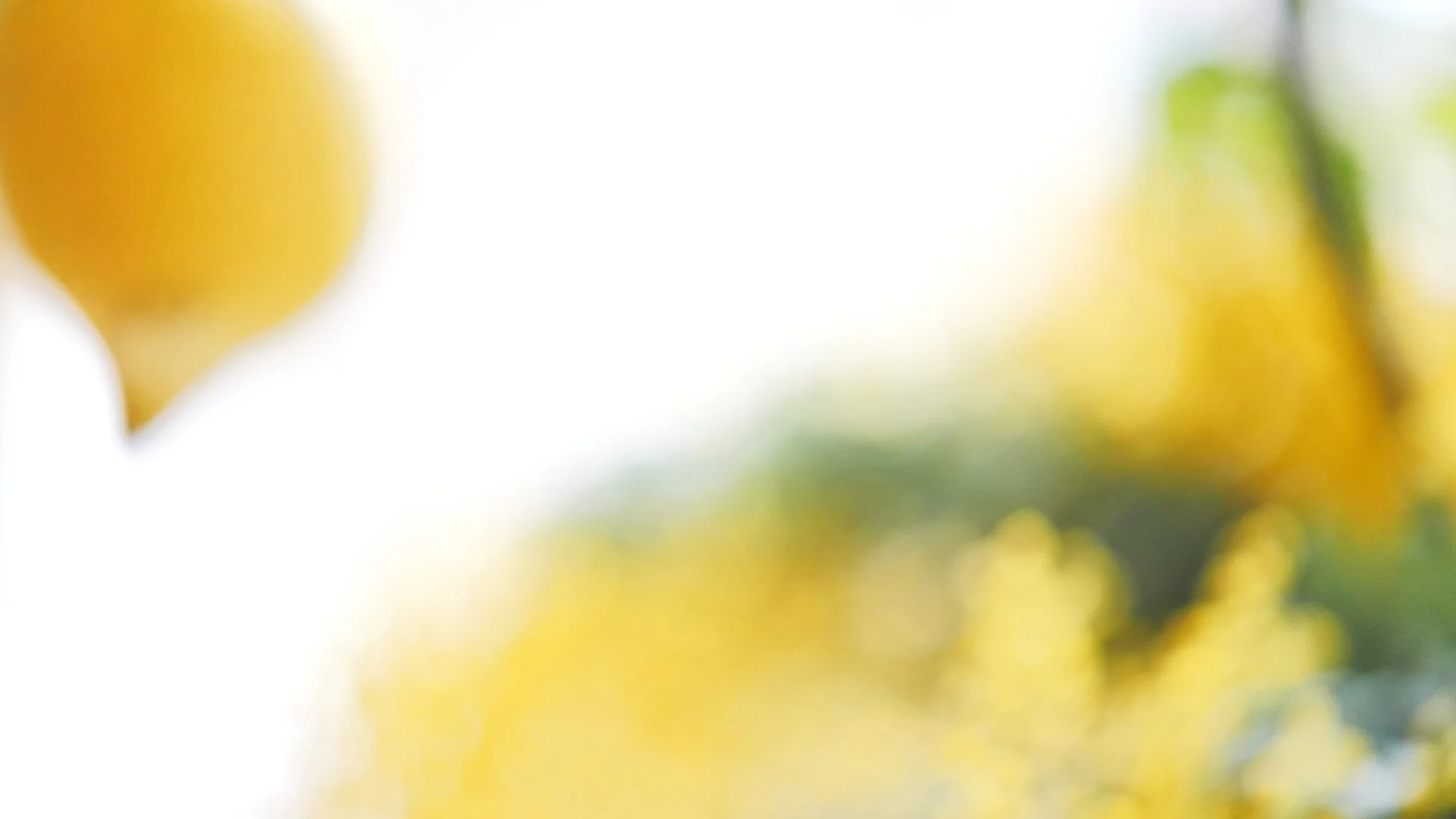 nadine-ingram-lemons-mimosa-documentary-photography-flore-vallery-radot.jpg
