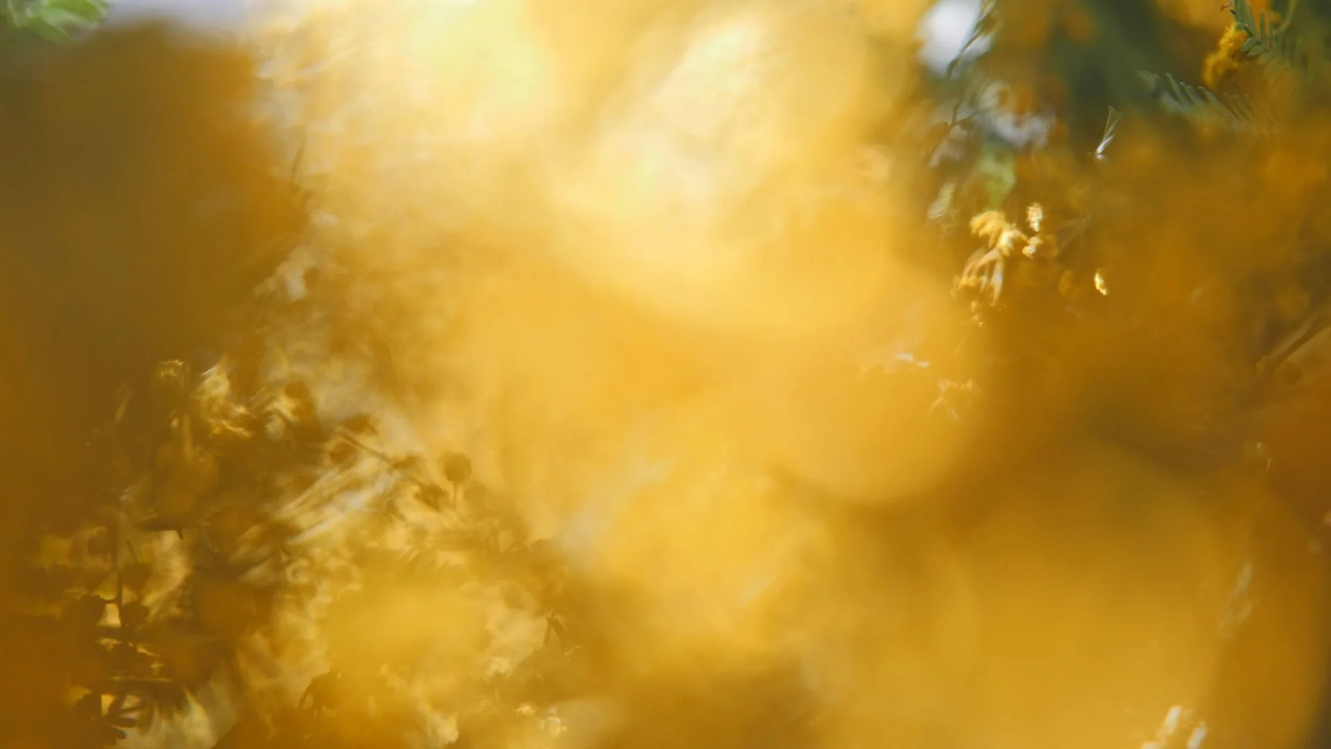 nadine-ingram-mimosa-abstract-documentary-photography-flore-vallery-radot.jpg
