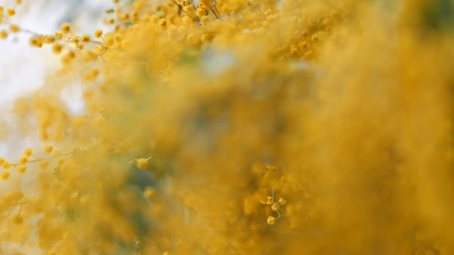 nadine-ingram-mimosa-detail-documentary-photography-flore-vallery-radot.jpg