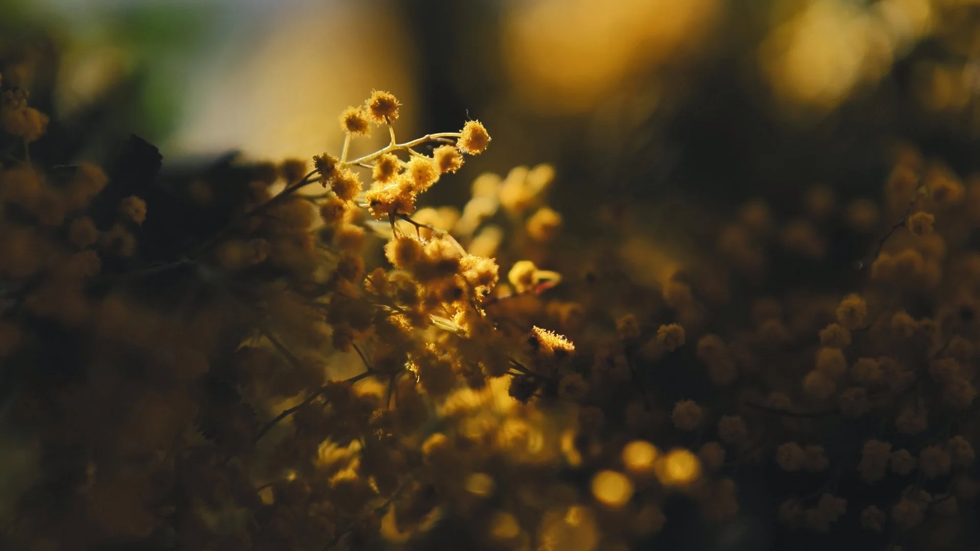 nadine-ingram-mimosa-golden-documentary-photography-flore-vallery-radot.jpg