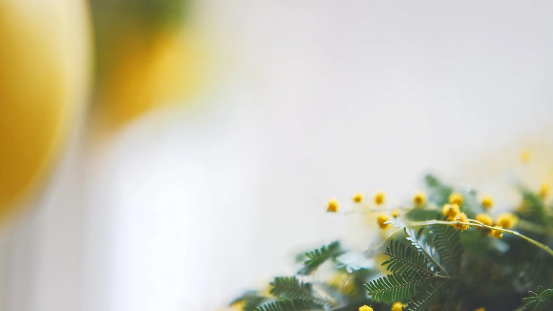 nadine-ingram-mimosa-sprig-documentary-photography-flore-vallery-radot.jpg