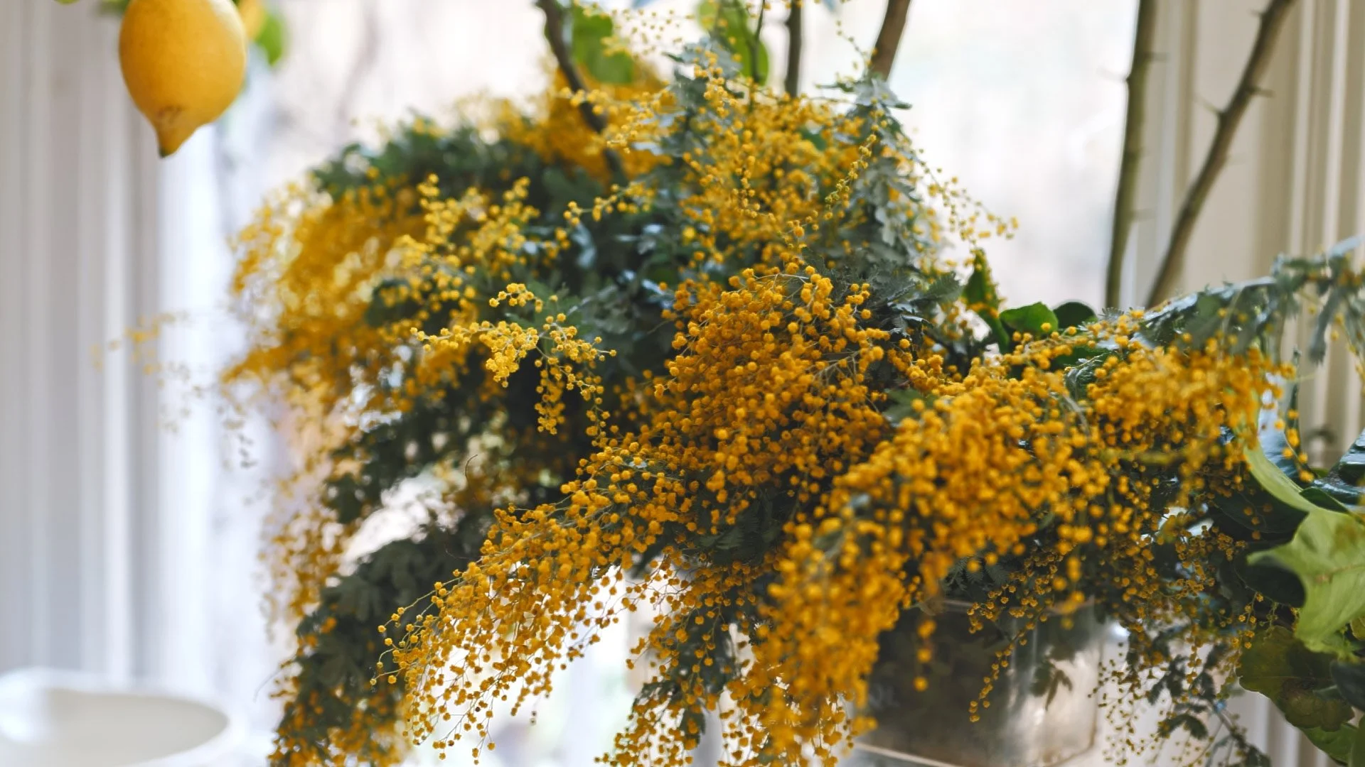 nadine-ingram-mimosa-window-documentary-photography-flore-vallery-radot.jpg