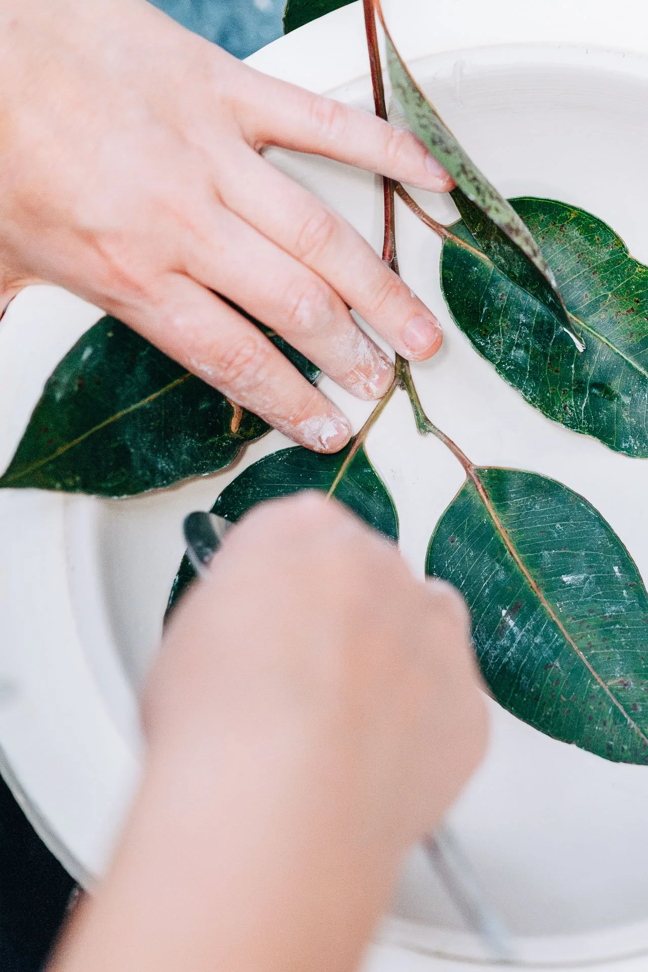 louise-martiensen-louisemstudio-pressing-leaf-documentary-photography-flore-vallery-radot.jpg