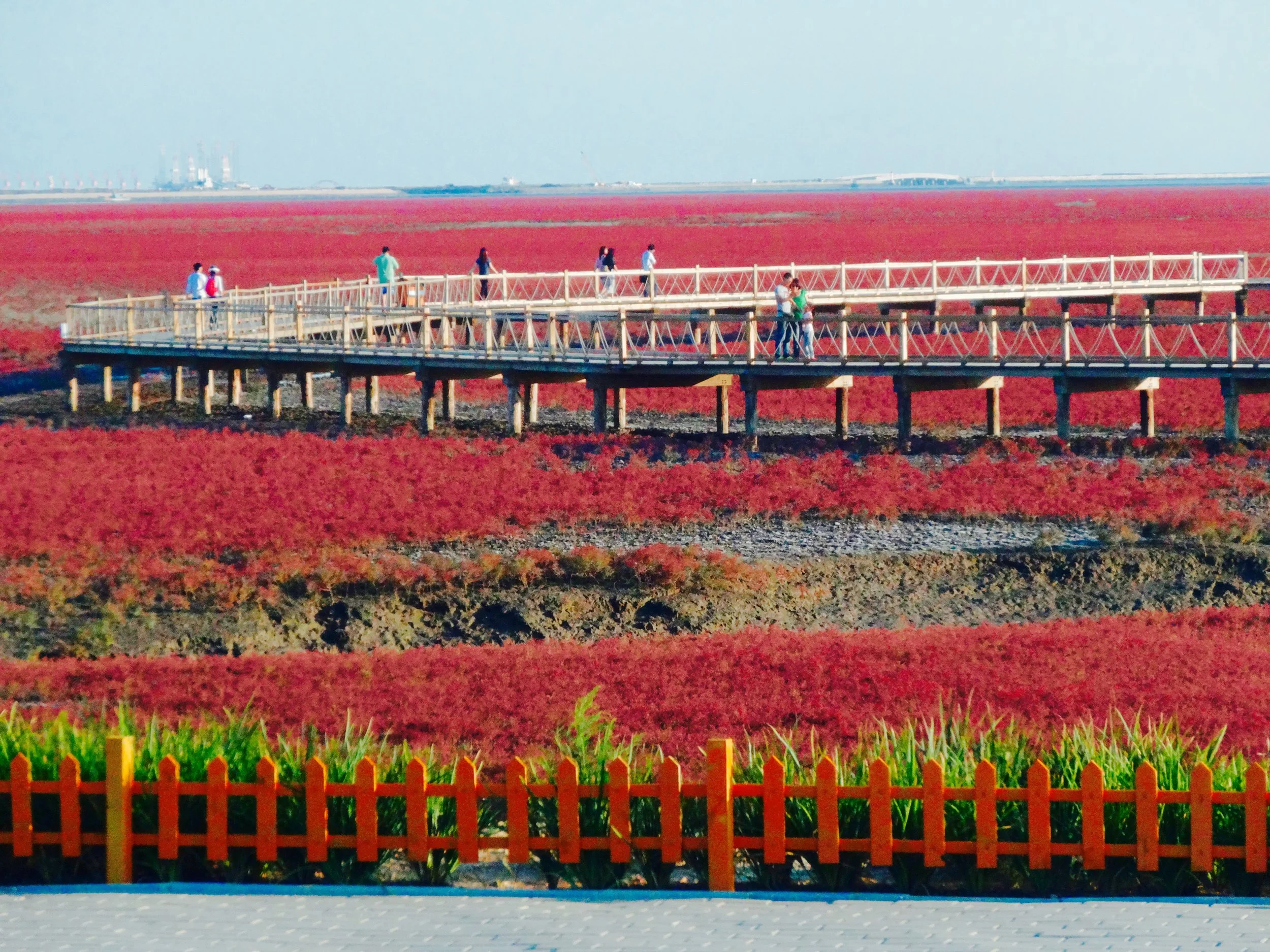 Copy of 盤錦紅海灘
