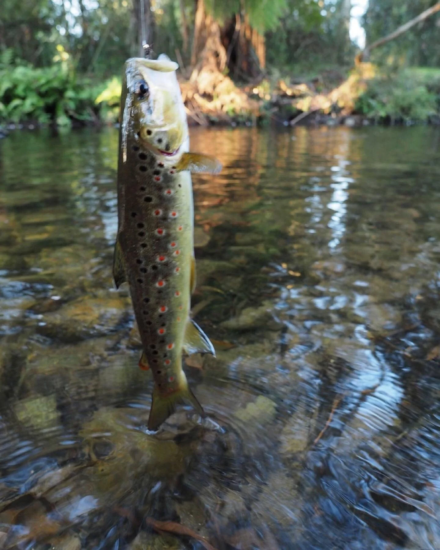 Nothing better than being in the countryside walking up a stream or bye a river
.
.
.
#flyfishing #flyfishinglife #flylife #flyfishingjunkie