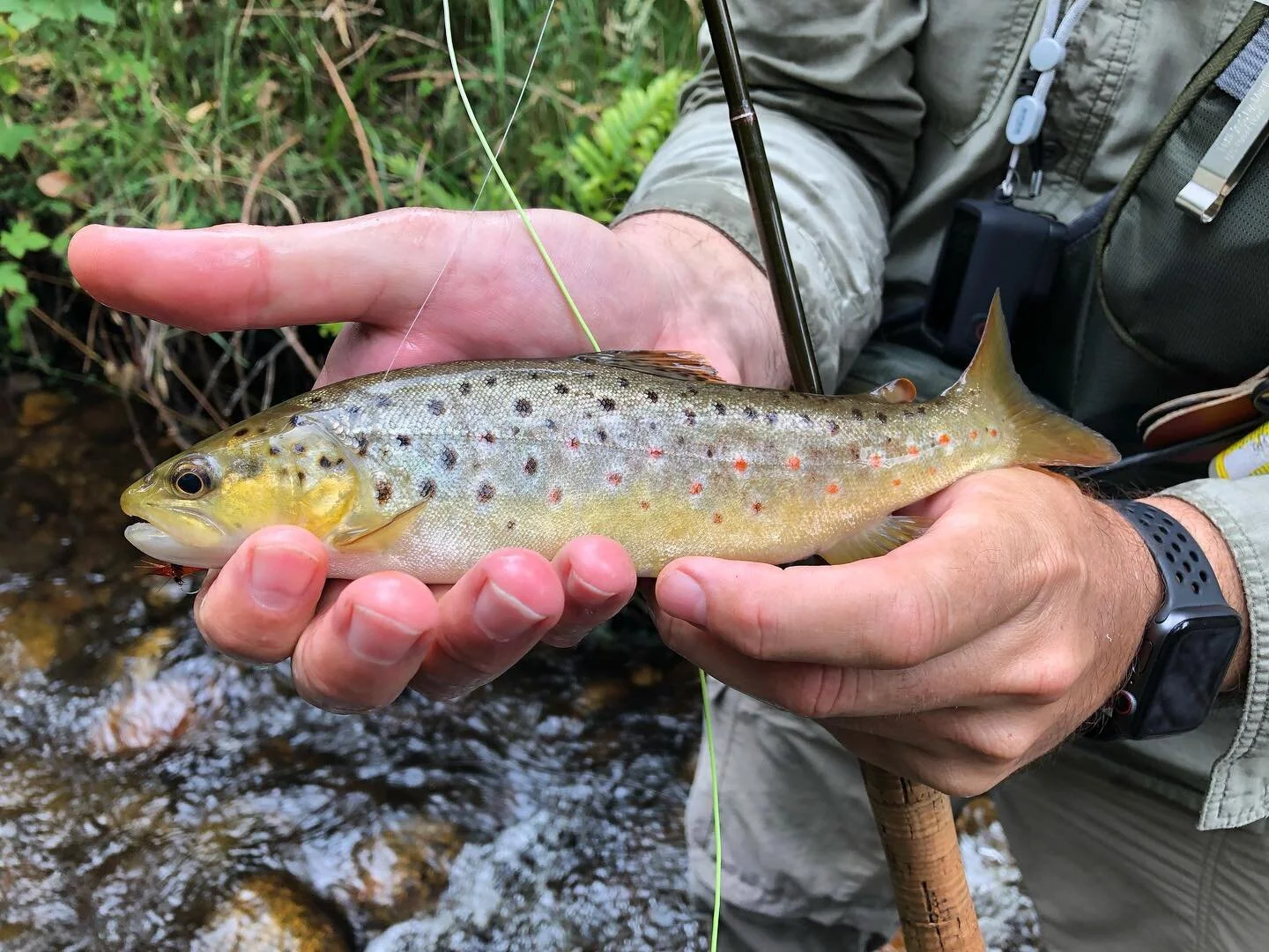 Fly fishing up Northern Victoria near Bright