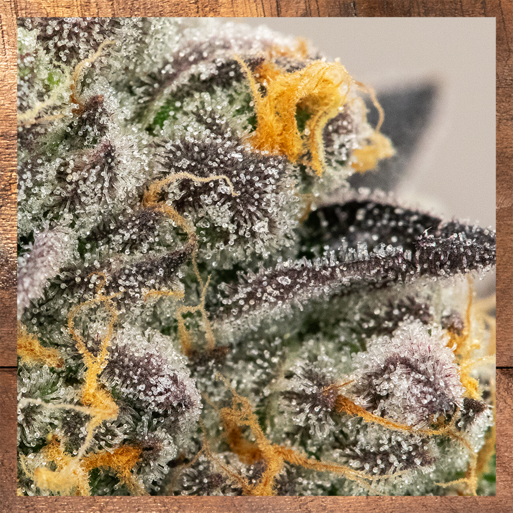 GSC Trichomes2.png