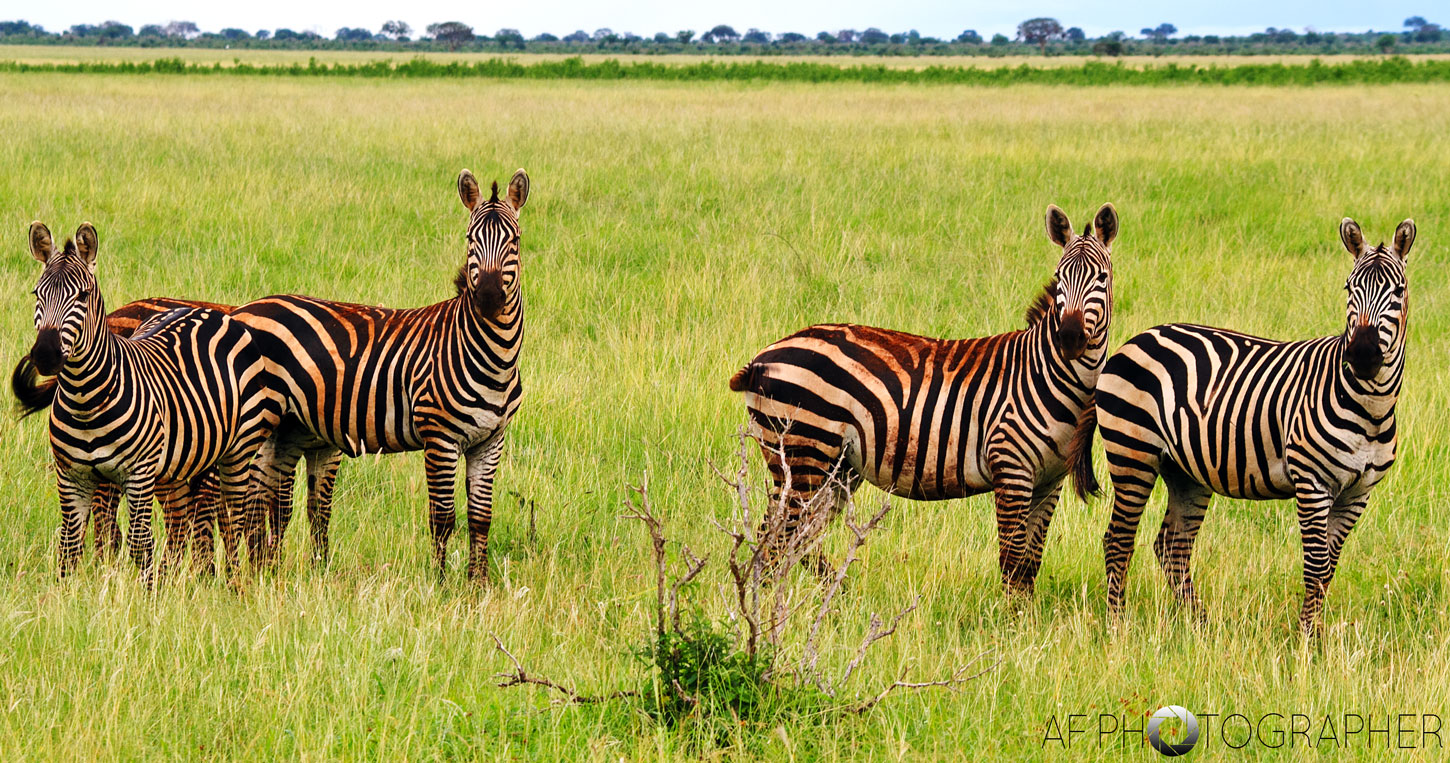 stock zebra kenya.jpg