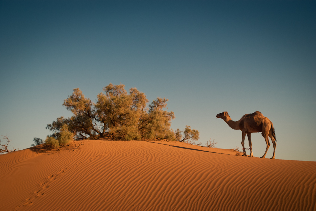 Stock Marrakech 2.jpg