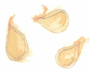 Painting of seeds