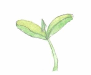 Watercolor painting of seedling