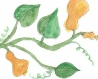 Watercolor painting of vines with butternut squash