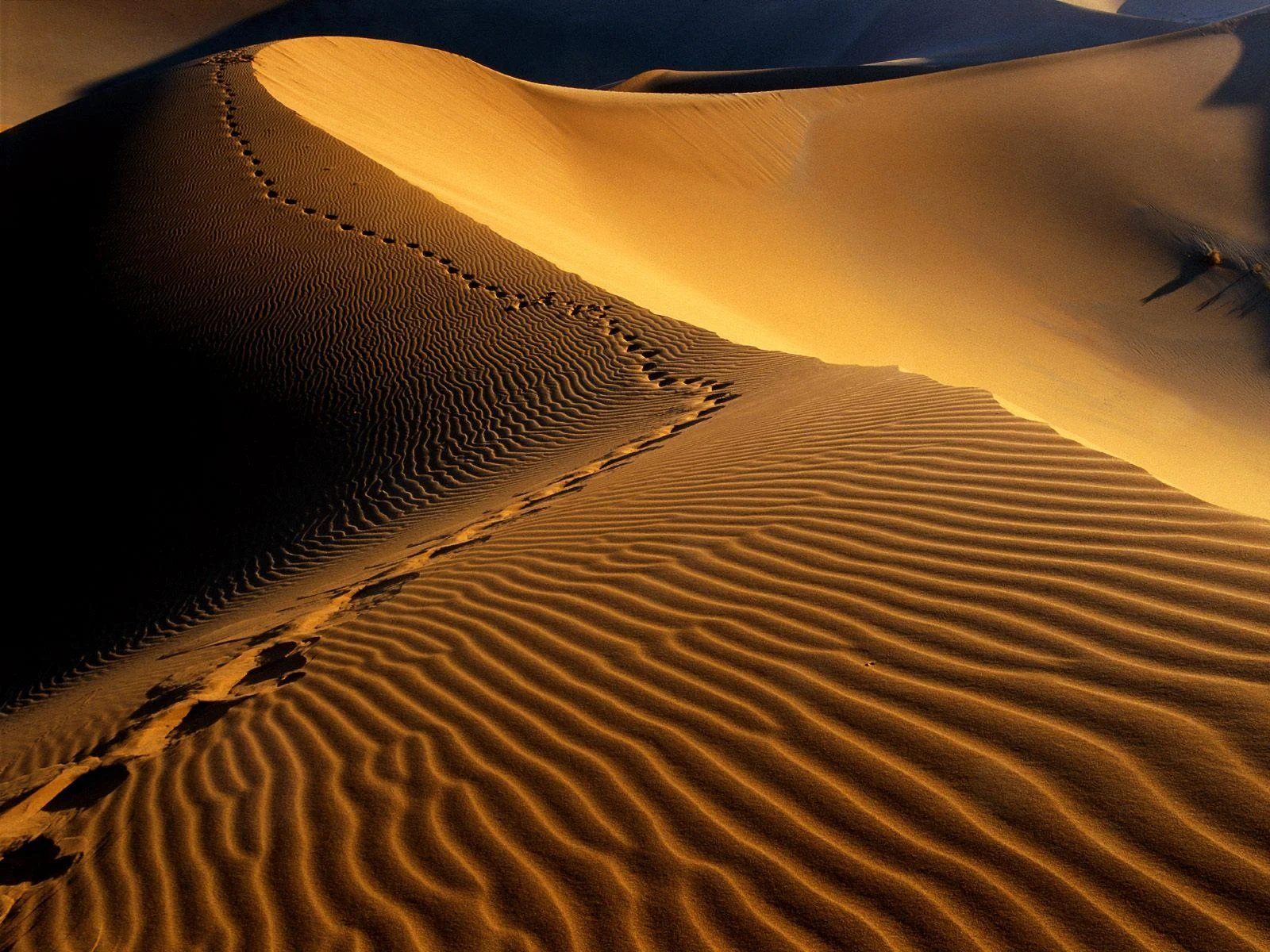 Sand dunes_footprints.jpg