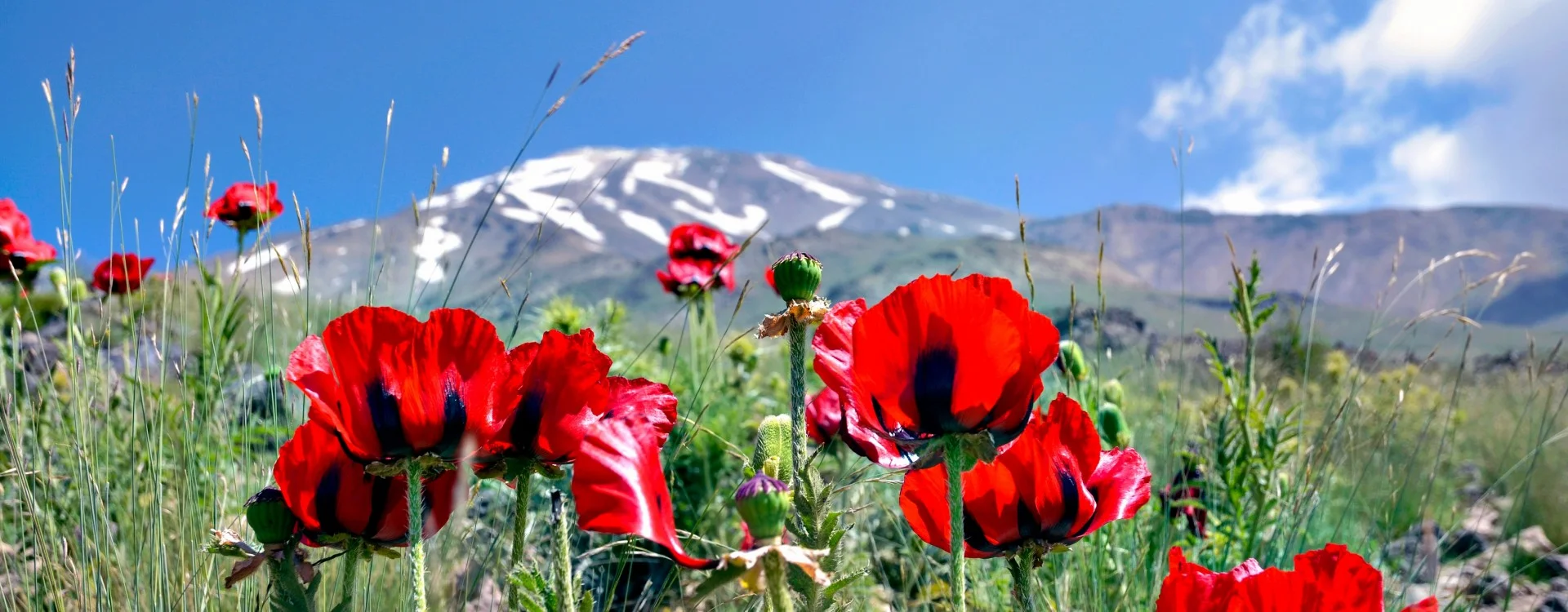 1459787343-1459787336-1459786061-poppies-at-the-foot-of-damavand.jpg