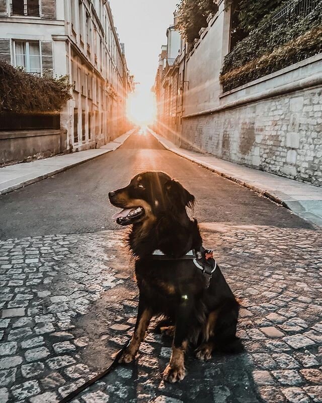 Reposting @marleyrollin:⠀
Tails of the World celebrates pet photography around the world. Use #tailsoftheworld to get your work featured! ⠀
⠀
...⠀
&quot;How great it is to be able to enjoy a sunset in Paris !⠀
When is the last time you actually stopp