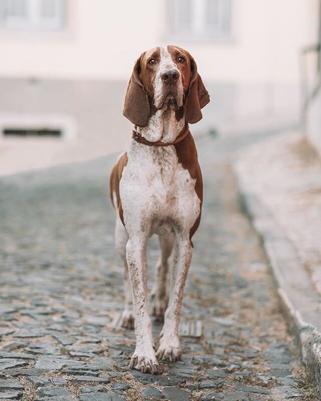 Reposting @caju.footprints:⠀
Tails of the World celebrates pet photography around the world. Use #tailsoftheworld to get your work featured! ⠀
⠀
...⠀
&quot;Lisbon lovers!!! ❤️☝🏻 We are Lisbon lovers and love the city life, the portuguese stone sidew