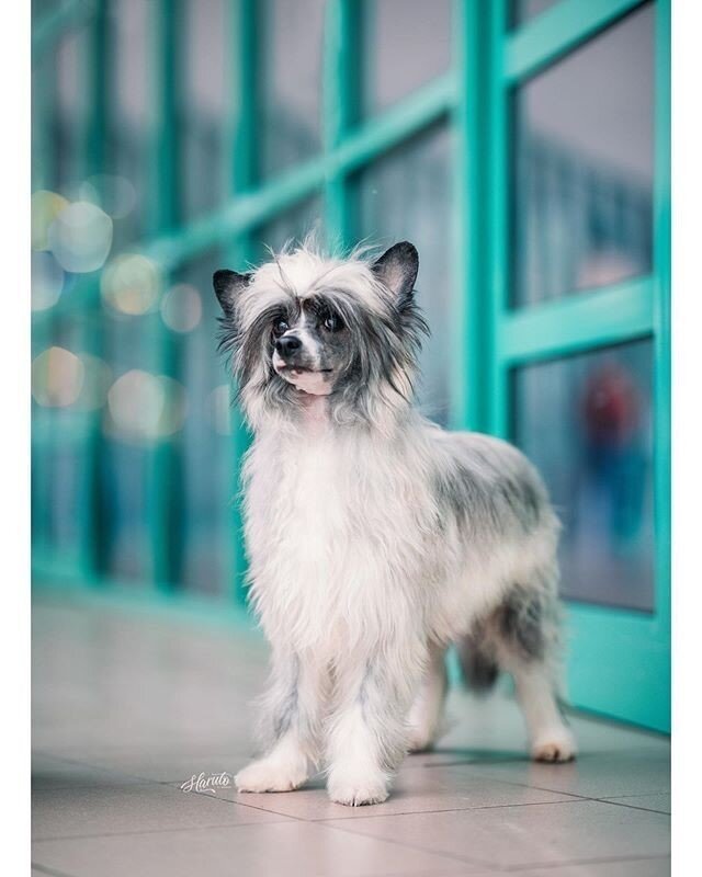 Reposting @haruto.petphotography:⠀
Tails of the World celebrates pet photography around the world. Use #tailsoftheworld to get your work featured! ⠀
⠀
...⠀
&quot;Moscow⠀
Exposi&ccedil;&atilde;o canina nacional e internacional de Santar&eacute;m ⠀
#ch