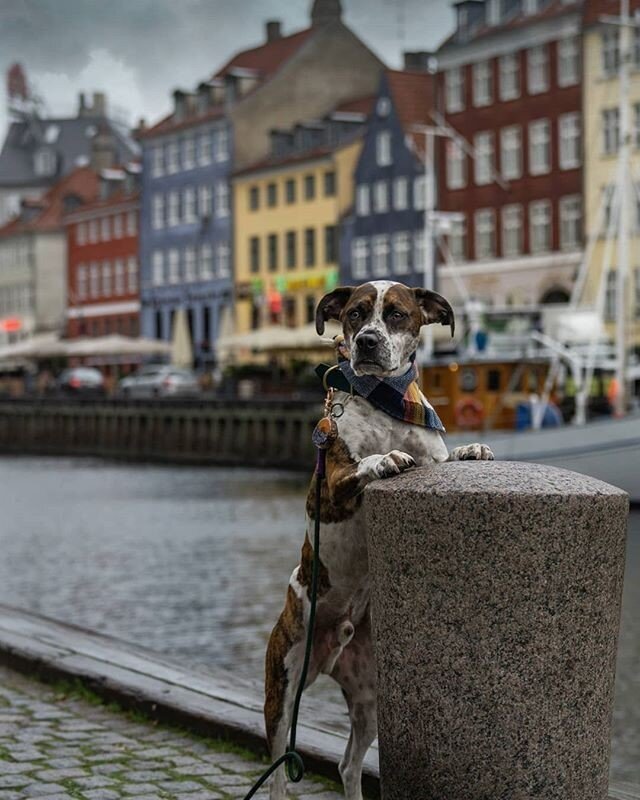 Reposting @theadventuresofsherlockhound:⠀
Tails of the World celebrates pet photography around the world. Use #tailsoftheworld to get your work featured! ⠀
⠀
...⠀
&quot;When your bandana matches the scenery 👌⠀
.⠀
.⠀
I got my hair cut today and I fee