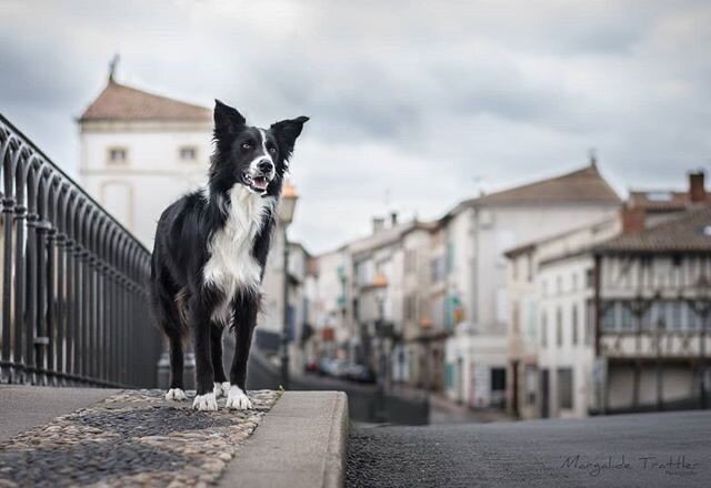 Reposting @margalidephotography:⠀
Tails of the World celebrates pet photography around the world. Use #tailsoftheworld to get your work featured! ⠀
⠀
...⠀
&quot;Some urban dog picture for this evening.﻿⠀
It was taken in April during a little walk wit
