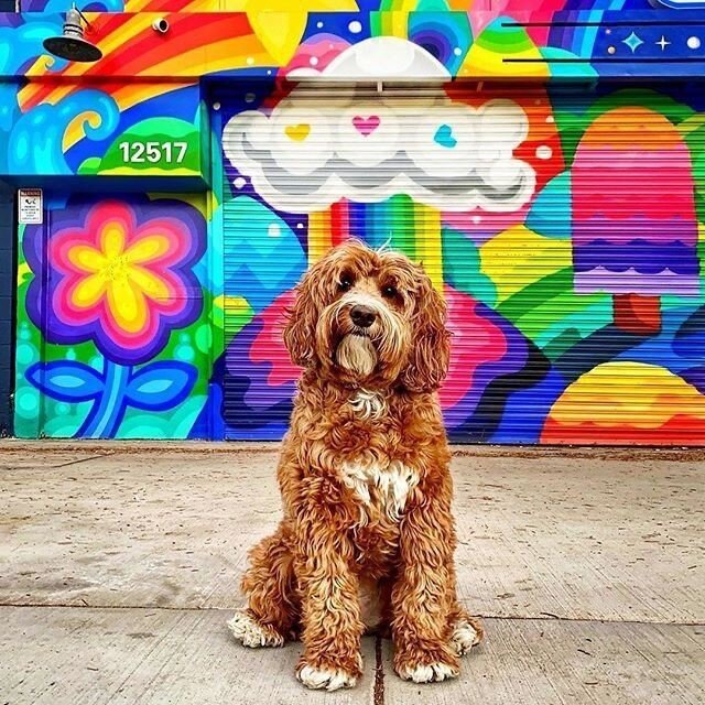 Reposting @pearlywhitepets:⠀
Tails of the World celebrates pet photography around the world. Use #tailsoftheworld to get your work featured! ⠀
⠀
...⠀
&quot;Starting #Saturday off with a blast of color from our friend @amazinggraciedoodle! 🌈⁣ #nation